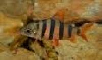 Distichodontidae Fish
