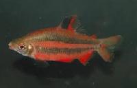 Mochokidae Fish