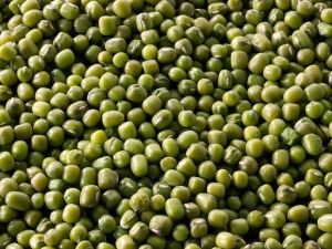Mung Beans,  Cultivation Type : Organic