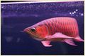 Asian Red Arowana