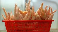 Processed Frozen Chicken Feet/ Paws