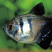Black Tetra Fish