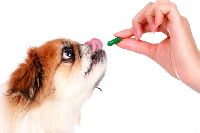 Veterinary Pharmaceutical