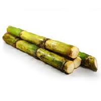 indian sugarcane