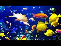fish aquarium