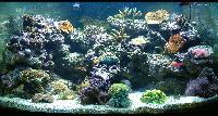marine water aquarium