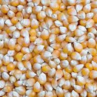 Organic Maize Seeds