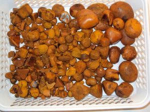 Cow Gallstones