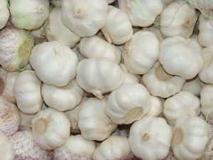 Fresh White Garlic