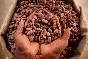 Organic Cocoa Beans