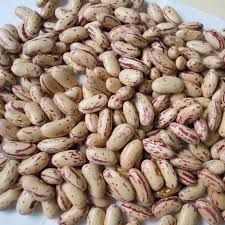 Pinto Kidney Beans