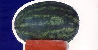 crimson king watermelon