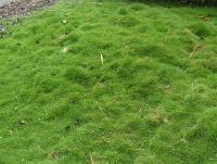 carpet grass