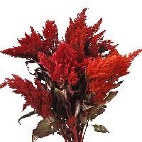 Feathered Celosia Seeds