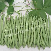 High Yield French Bean