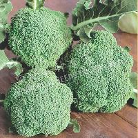 Tropical OP Broccoli
