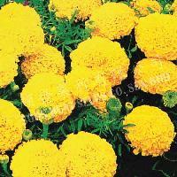 Yellow Marigold