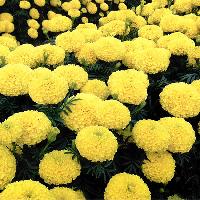 Yellow Tall Marigold Seeds