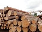 European Oak Logs