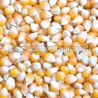 maize seeds