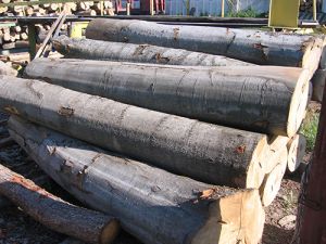 Pine Logs, Lumber