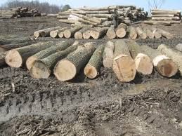 White Oak Logs, Lumber