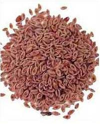 Isabgol Seeds