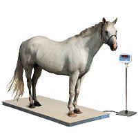 Animal Weighing Scale Latest Price from Manufacturers, Suppliers & Traders