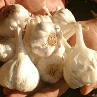 farm fresh garlic