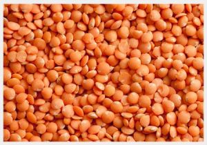 Lentils
