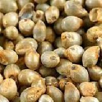 Pearl Millet Seeds