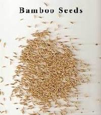 bamboo seeds