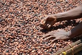 cocoa beans cocoa beans