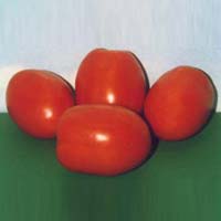 GVS 1029 F1 Tomato Seeds