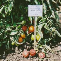 GVS 1031 F1 Tomato Seeds