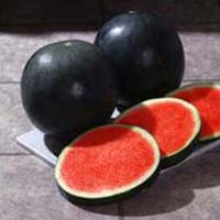 Mini Sonata F1 Watermelon Seeds