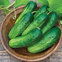 fresh cucumber