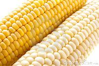 yellow corn,  Purity : 95%