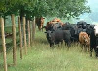 High Tensile Field Fence For Horse and Deer Fencing