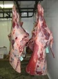 New Zealand Lamb Carcass