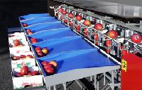Fruit Grading Machine