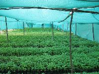 agro shed nets