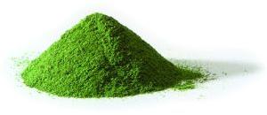 Dairy Cattls Moringa Powder