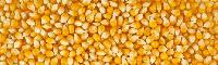 yellow maize corn