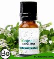 Herbal Cajeput Oil