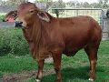 Sahiwal Cow