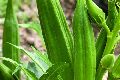 Fresh Okra