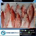 Frozen Red Snapper Fillet Fish