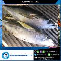 Frozen Whole Yellowfin Tuna
