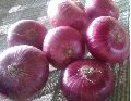 Big Red Onions